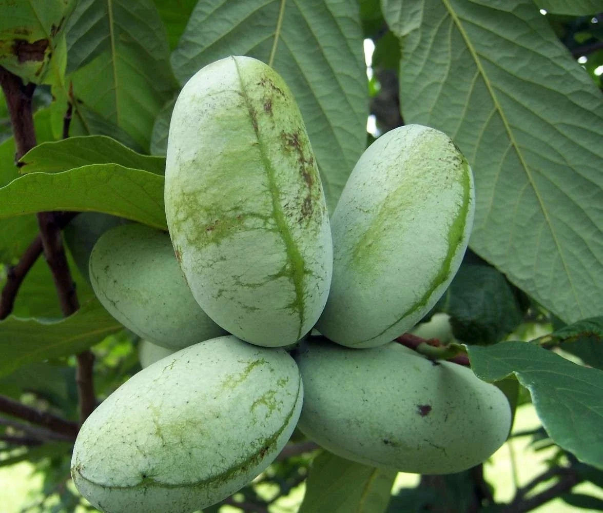 Live Paw Paw Tree - Semi Bare Rooted Plant - Asimina Triloba - 10" Tall Fruit Tree for Gardens and Orchards