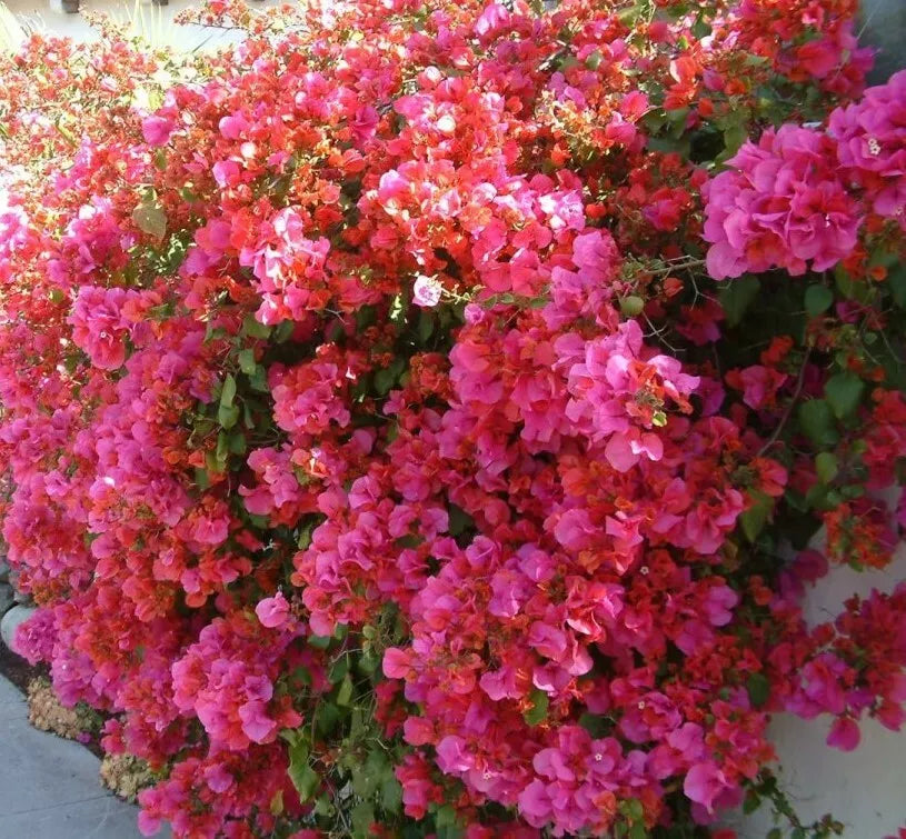 Bougainvillea Starter Plant - Barbara Karst - Bare Root Plug - Well Rooted - Vibrant Pink Flowers - Bougainvillea spp.