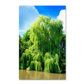 Weeping Willow Cuttings - 4 Bright Green Cuttings for Tree Growth - Salix babylonica - Wisconsin Weeping Willow