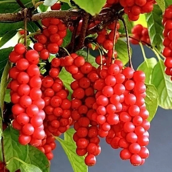 Self-Pollinating Schisandra Chinensis Cuttings - 20 Pack Limonnik Wu Wei Zi Magnolia Vine Plants
