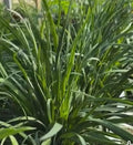 Garlic Chives Seeds - 150+ Seeds - Chinese Leek Jiu Cai - Broadleaf Nira - Allium tuberosum