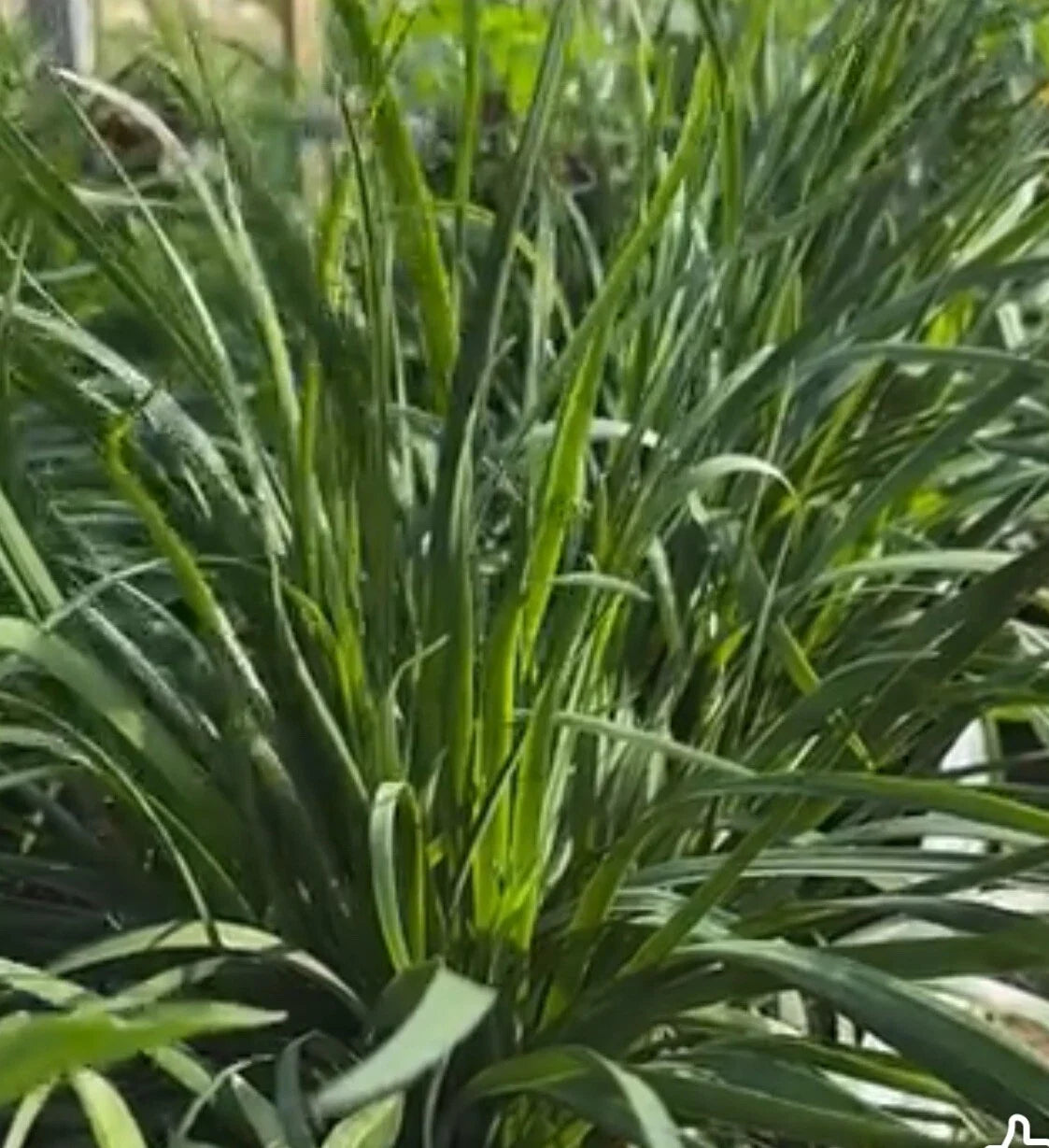 Garlic Chives Seeds - 150+ Seeds - Chinese Leek Jiu Cai - Broadleaf Nira - Allium tuberosum