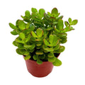 Crassula Ovata Succulent Plant 4 inch - Fully Rooted Live Jade Plant - Low Maintenance