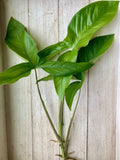 Rooted Arrowhead Vines - 15 Pack - Syngonium podophyllum - Indoor Houseplants - Easy Care Greenery