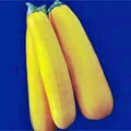 Golden Zucchini Squash Seeds, Heirloom Variety, 100 Non-GMO Seeds, Cucurbita pepo