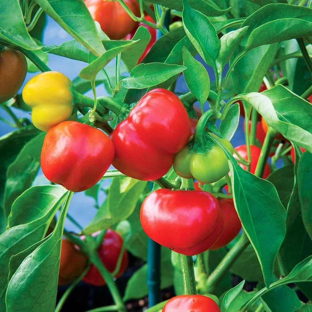 Pimento Red Pepper Seeds, 500 Count, Capsicum annuum, Non-GMO, Heirloom, Garden Vegetable Seeds for Planting