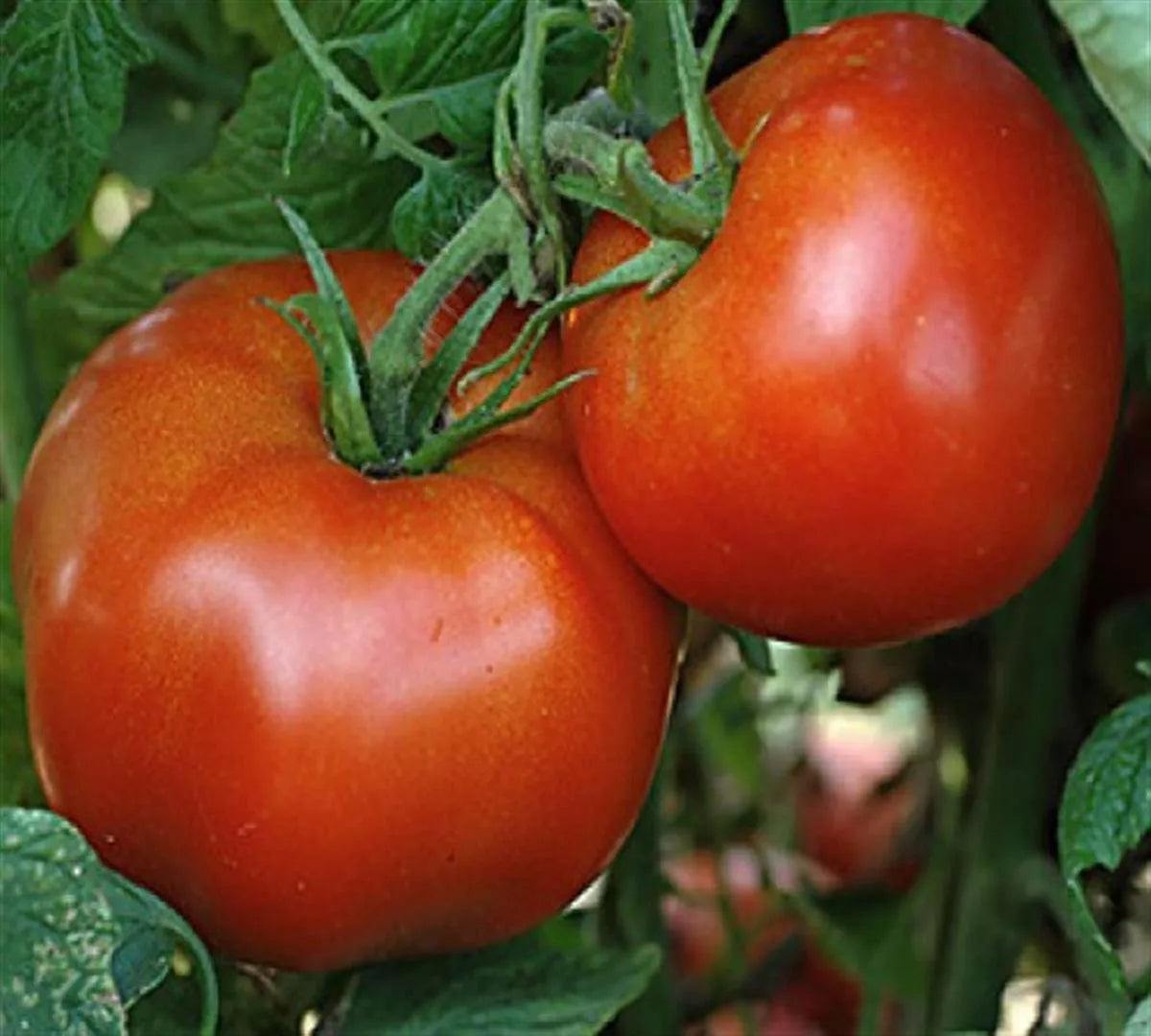 Marglobe Tomato Seeds - Heirloom, NON-GMO, Perfect for Salads, Variety Sizes, Solanum lycopersicum