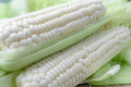 White Corn Seeds for Planting - 50+ Seeds - Zea Mays - High Yielding Variety