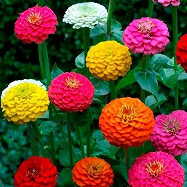 Zinnia Seeds California Giant Mix 150+ Colorful Blooms - Zinnia elegans - USA Grown, Free Shipping