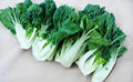 Canton Pak Choi Seeds - 200+ Seeds - Chinese Cabbage Bok Choy - Brassica rapa subsp. chinensis - Napa Cabbage USA
