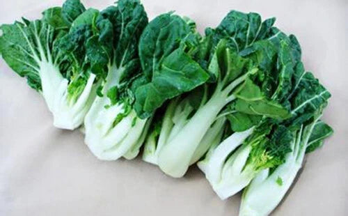 Canton Pak Choi Seeds - 200+ Seeds - Chinese Cabbage Bok Choy - Brassica rapa subsp. chinensis - Napa Cabbage USA