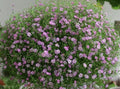 Pink Gypsophila Plant  Clump Baby's Breath Perennial Hardy Deer-Resistant Loam Soil