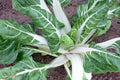 Swiss Chard Seeds 100 Ct Large White Ribbed Heirloom NON-GMO USA
