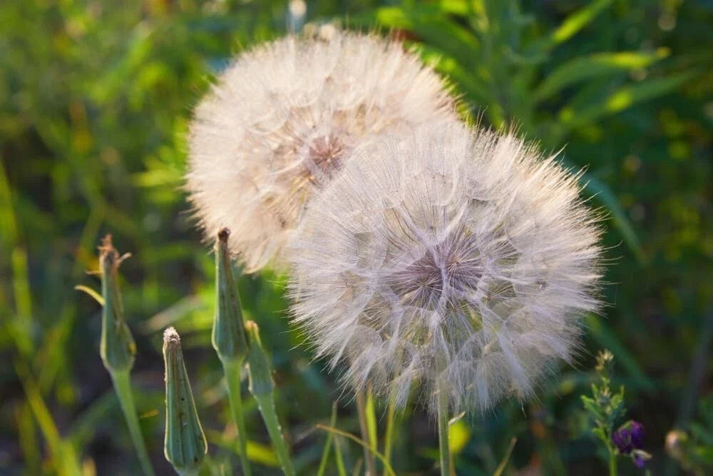 Salsify Seeds - 100 Non-GMO Seeds - White Salsify, Goatsbeard (Tragopogon porrifolius)