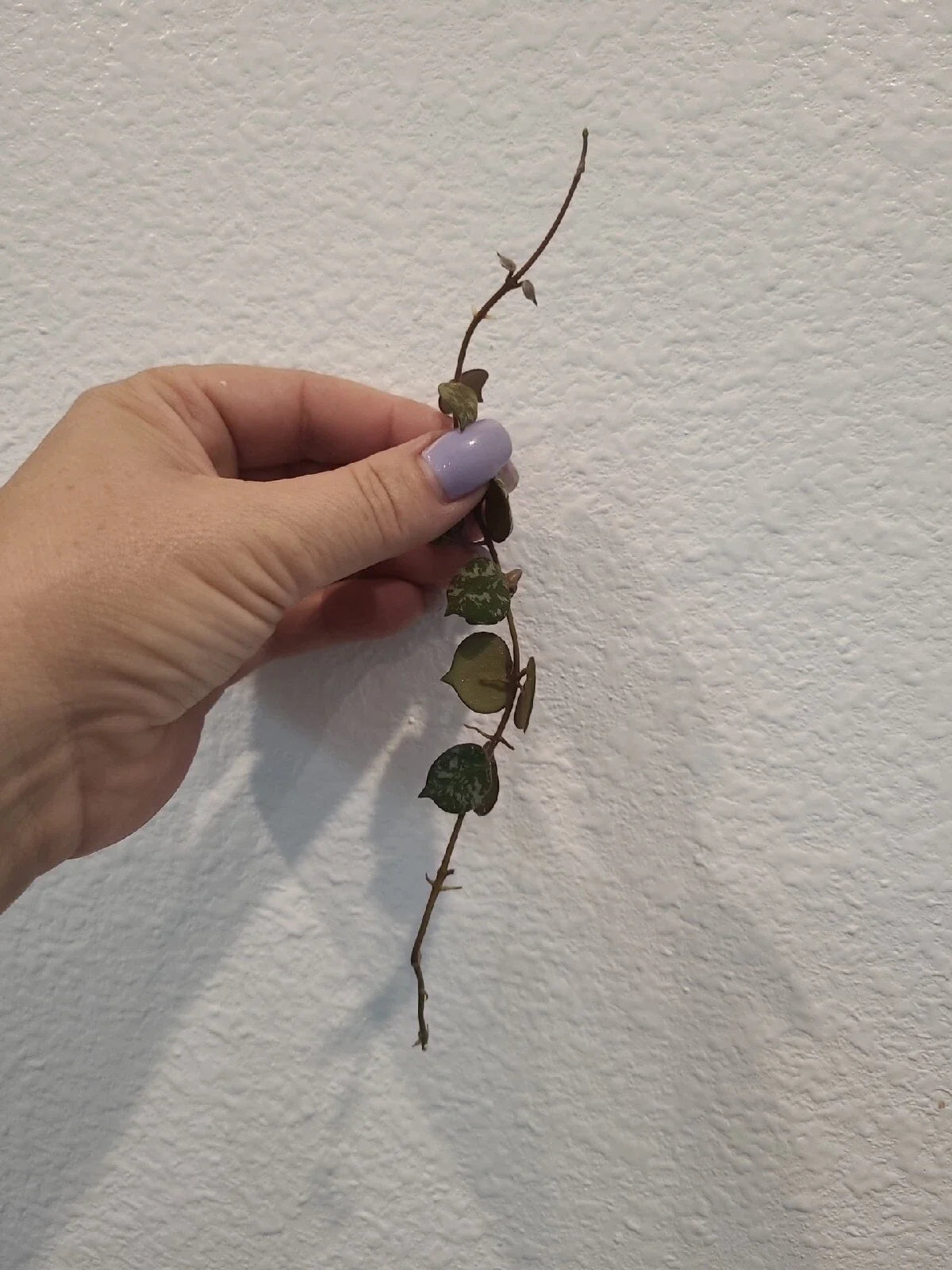 Hoya curtisii Cutting 6” | Fresh Wax Plant for Propagation | Rare Trailing Houseplant | Silver-Leaf Vine, Easy to Root, Indoor Plant