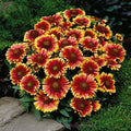 Dwarf Goblin Blanket Flower Seeds - Gaillardia Perennial Native Flower - Non-GMO - 50 Seeds