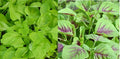 500+ Amaranth Seeds Green Red Leaf Asian Chinese Spinach Yin Cho Callaloo 红綠苋菜种
