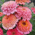 Zinnia Seeds - 100  Cupcakes Pink Mix - Garden Planting - Zinnia elegans - USA