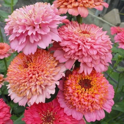 Zinnia Seeds - 100  Cupcakes Pink Mix - Garden Planting - Zinnia elegans - USA