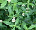 20 Live Alligator Pond Plants, Marginal Bog, Easy Grow, Small White Flowers, Alternanthera philoxeroides