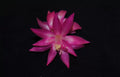Christmas Cactus Starter Plant - Small Healthy Vista Beauty - Schlumbergera Truncata - Well Rooted for Easy Growth