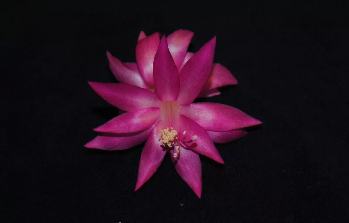 Christmas Cactus Starter Plant - Small Healthy Vista Beauty - Schlumbergera Truncata - Well Rooted for Easy Growth