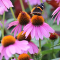 Purple Coneflower Seeds - Non-GMO Echinacea purpurea - Garden Seeds for Planting - Free Shipping