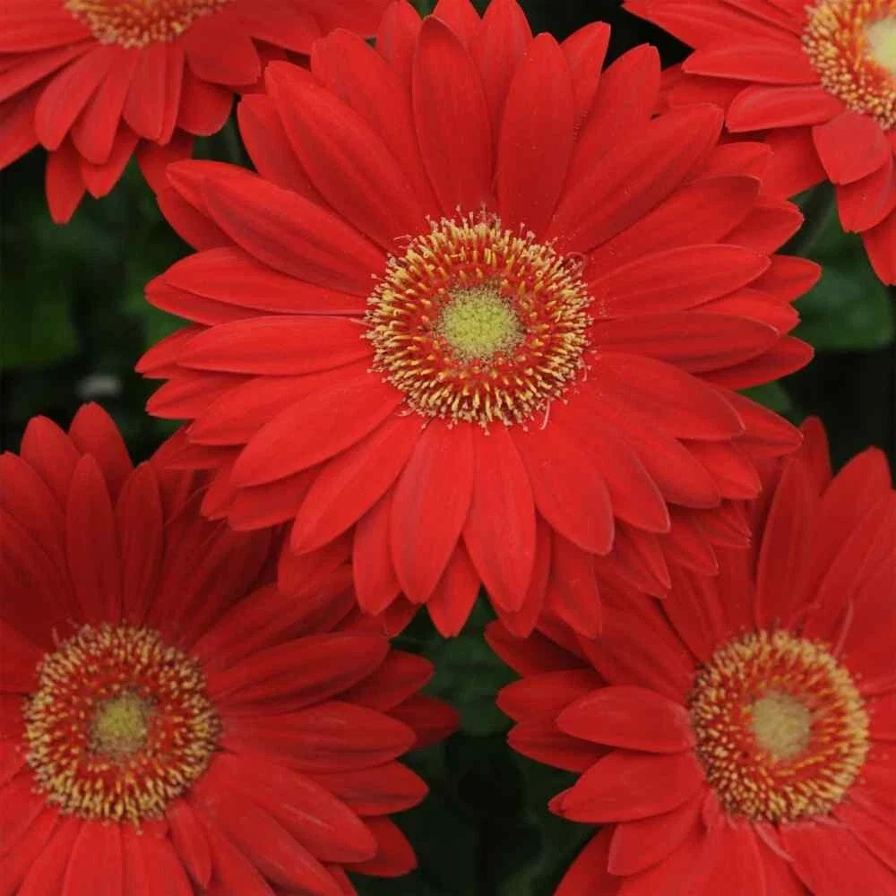 Deep Red Gerbera Daisy Seeds - 200+ Count - Garden Planting - Gerbera jamesonii - USA