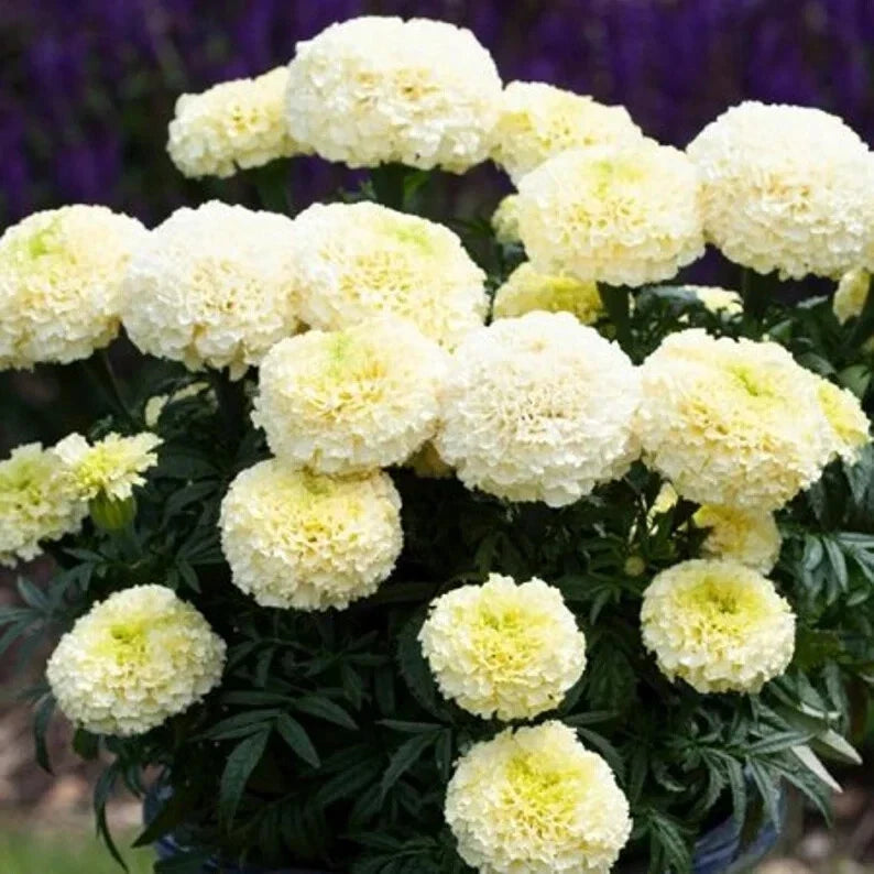 Dwarf White Gold Marigold Seeds - 50 Organic Flower Seeds - Tagetes erecta - USA Grown, Free Shipping