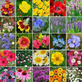 Wildflower Seed Mix - 5000 Non-GMO Heirloom Blend with Perennials - Ideal for Landscapers, Pollinator Gardens, and Eco-Friendly Spaces
