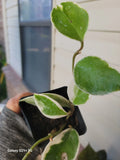 Hoya Tricolor Carnosa Krimson Queen Live Plant 4" Pot - Hoya Wax Houseplant, Variegated Foliage, Indoor Plant
