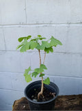 Ginkgo Tree Live Well Rooted Plant - Ginkgo biloba - Mature Plant 1-3 Years Old, 6-40" Tall