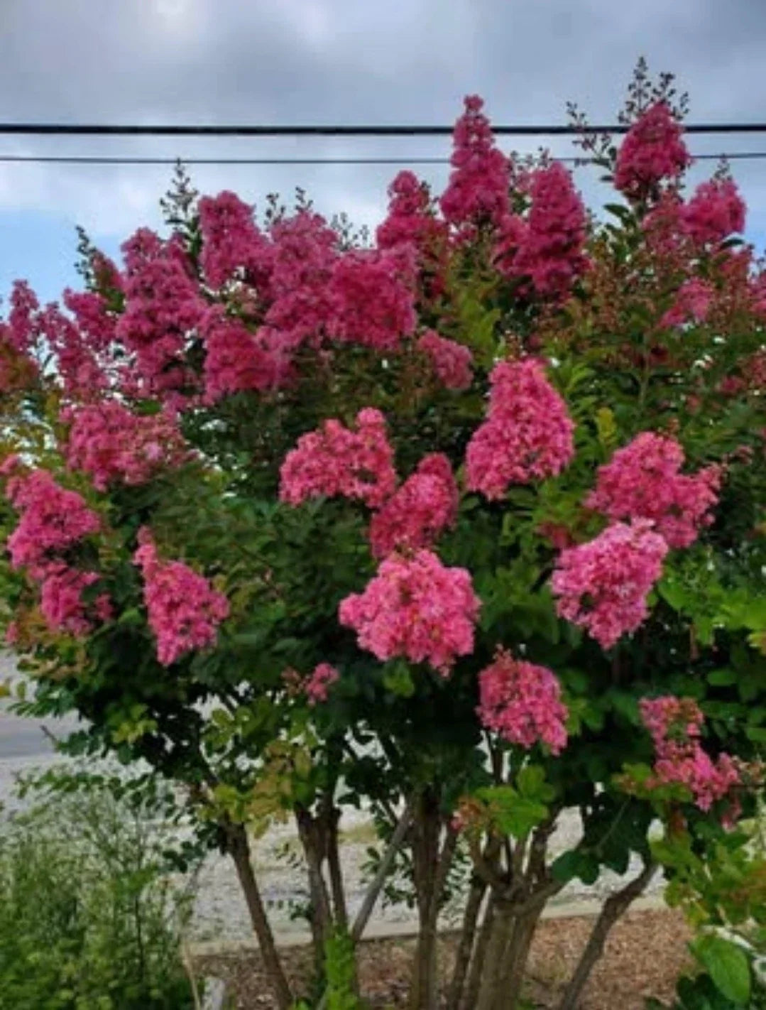 Pink Velour Crape Myrtle Cuttings, No Roots - Lagerstroemia indica 'Pink Velour'