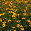 Golden Guardian Marigold Seeds - 25+ Pack for Garden Planting - Tagetes erecta - USA
