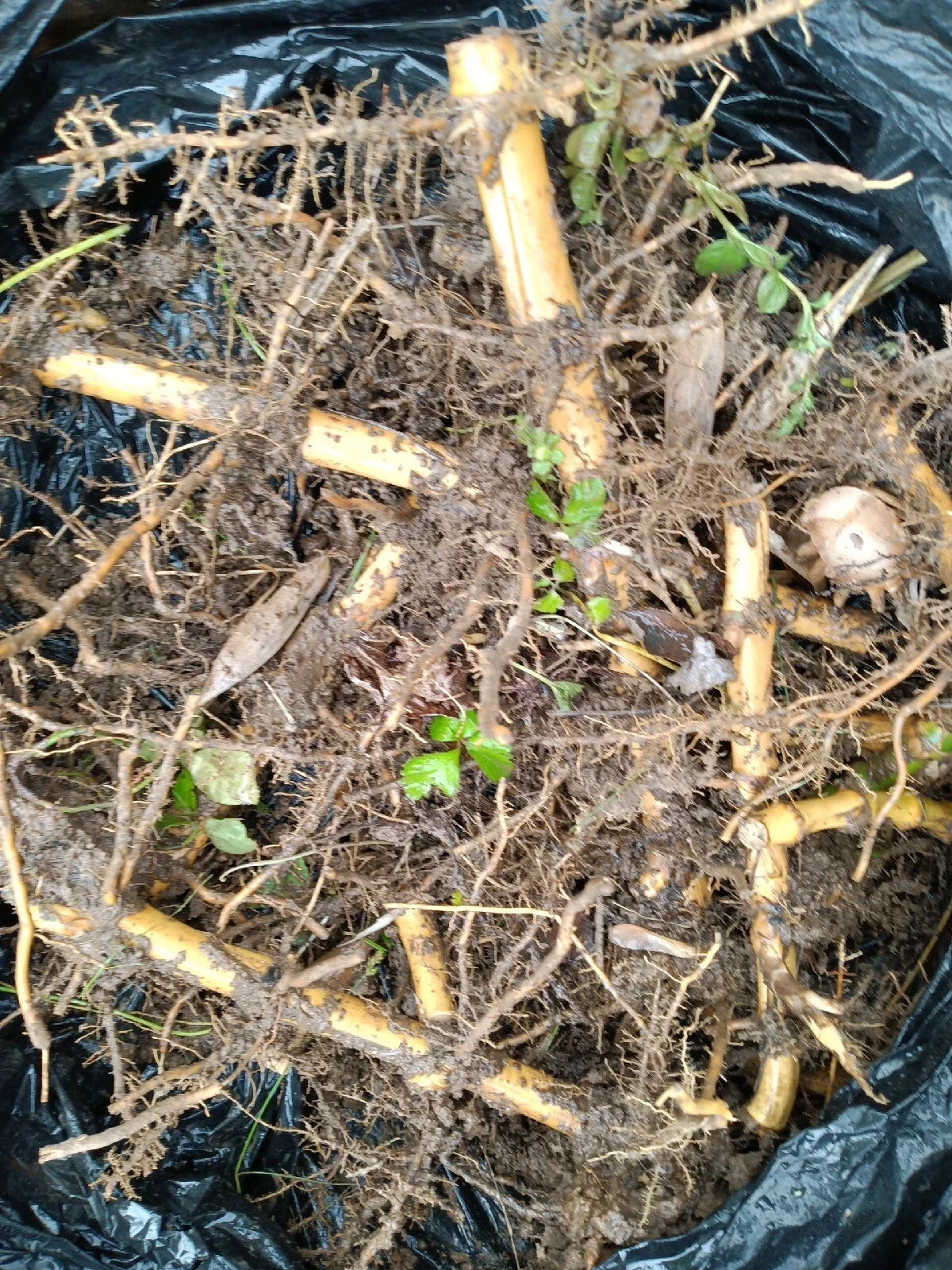 2 Spring SA / Mosso Bamboo Root (Phyllostachys edulis) – Giant Timber Bamboo, Fast Growing, Cold Hardy, Clumping