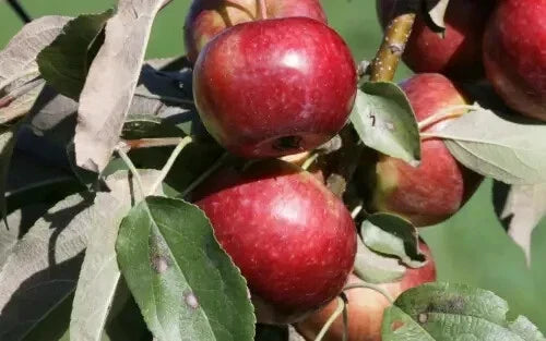 Frostbite Apple Seeds - 25 for Garden Planting - Malus domestica - USA Grown, Free Shipping