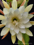Epiphyllum 'Kazoo' Unrooted Cutting - Rare Orchid Cactus - Unique Houseplant for Indoor Gardening