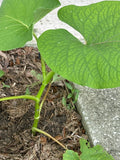 Piper Auritum Plant - 10" Root Beer Mexican Pepperleaf - Hoja Santa Veracruz - Aromatic Culinary Herb