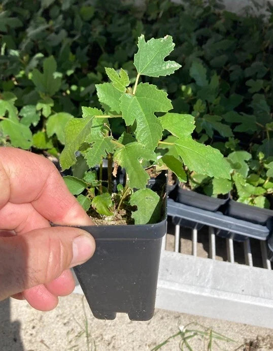 Beer’s Black Dwarf Fig Tree – Ficus carica – Dwarf Self-Fertile Fig Plant – Bare Root Starter – Rare Sweet Fruit – Patio Friendly