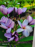 Purple Plumeria Plant in 3-Inch Pot, Rooted from Seeds, Live Plant, Frangipani (Plumeria) Variety