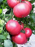 Tomato Slicer Seeds 1000 Count Chef's Choice Pink (Solanum lycopersicum) - Juicy Beefsteak for Salads & Sandwiches