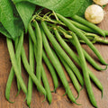 Green Bean Seeds - 30+ Count - Non-GMO Heirloom Provider Variety - Ideal for 2025 Planting