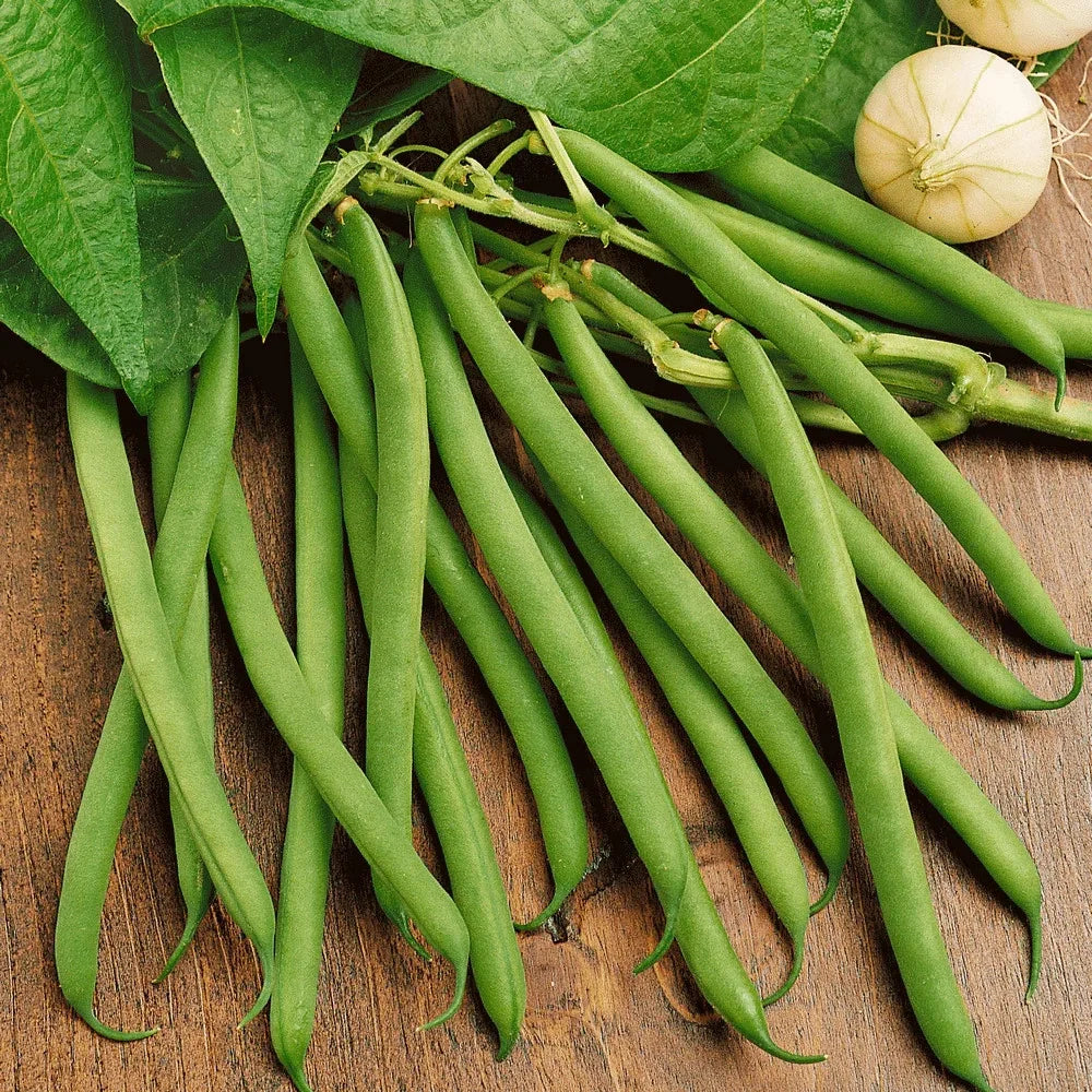 Green Bean Seeds - 30+ Count - Non-GMO Heirloom Provider Variety - Ideal for 2025 Planting