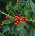 Nellie Stevens Holly Seedling Sapling Privacy Hedge Bush Tree - Ilex x attenuata 'Nellie Stevens'