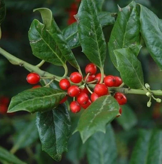 Nellie Stevens Holly Seedling Sapling Privacy Hedge Bush Tree - Ilex x attenuata 'Nellie Stevens'