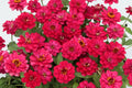 Profusion Double Hot Cherry Zinnia Seeds - 100+ Count - Zinnia elegans - Perfect for Garden Planting - USA