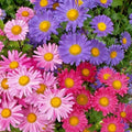 Giant California China Aster Seeds - 300+ Mix for Cut Flowers - Summer Garden & Container - Aster chinensis