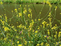 Black Mustard Seeds - 1,000 Heirloom Non-GMO Seeds for Garden Planting - Brassica nigra