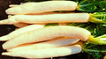 Miyashige Radish Seeds - 500+ Seeds for Garden Planting - Raphanus sativus - USA Grown, Non-GMO