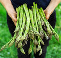 Asparagus Seeds - 100+ Heirloom Organic Mary Washington - Non-GMO - Vegetable Gardening
